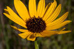 Variableleaf sunflower